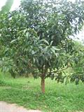 انبه کوئینی / انبه معطر